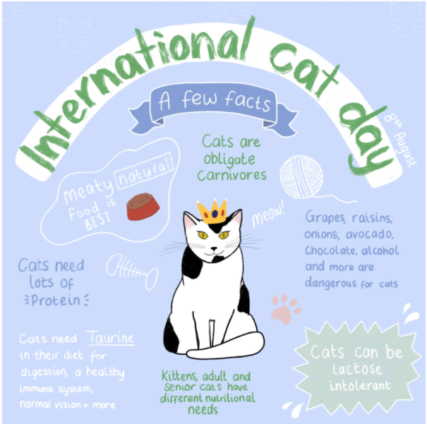 海外小众节日：世界猫咪日